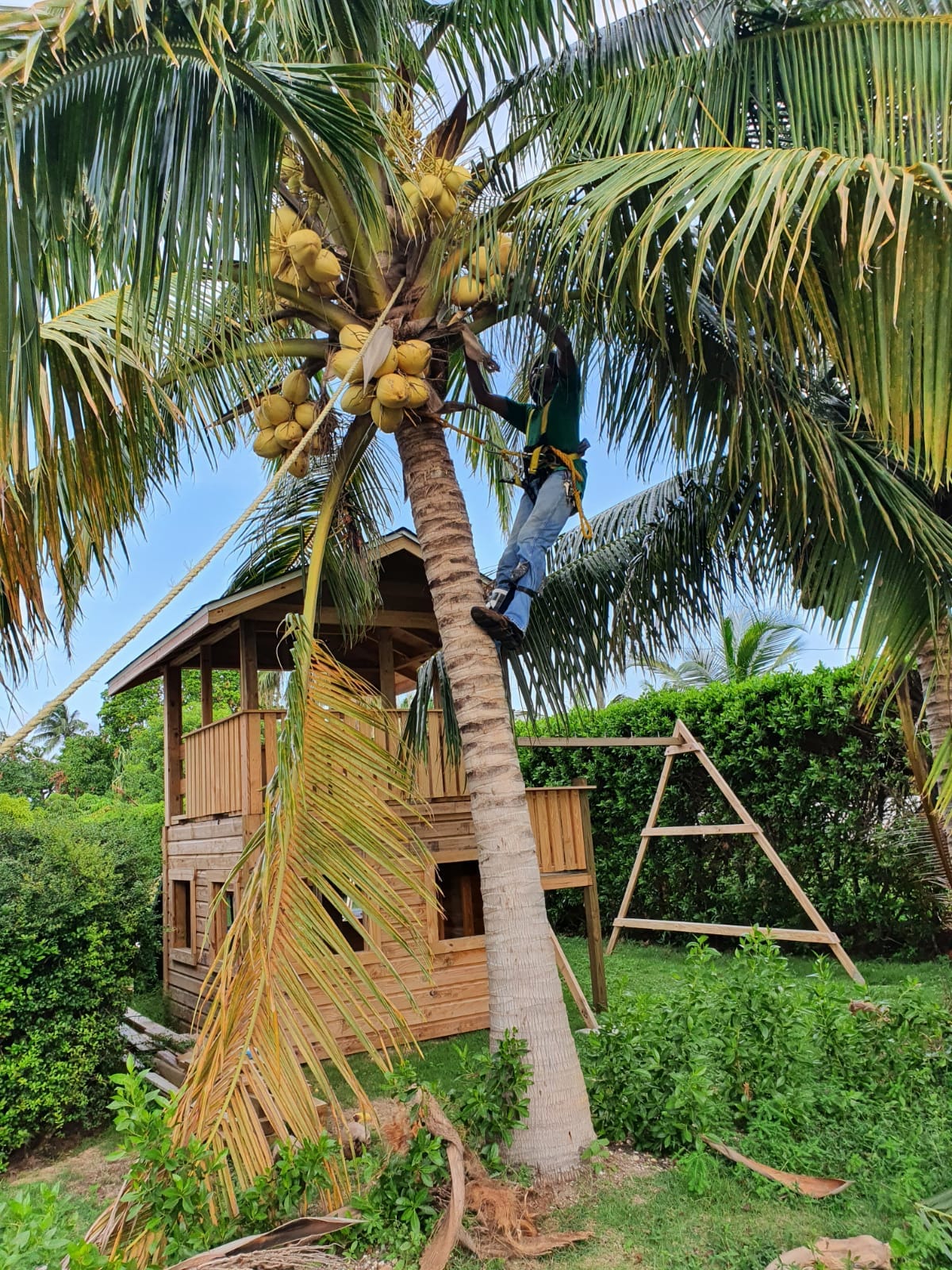 Coconut Harvesting image 2