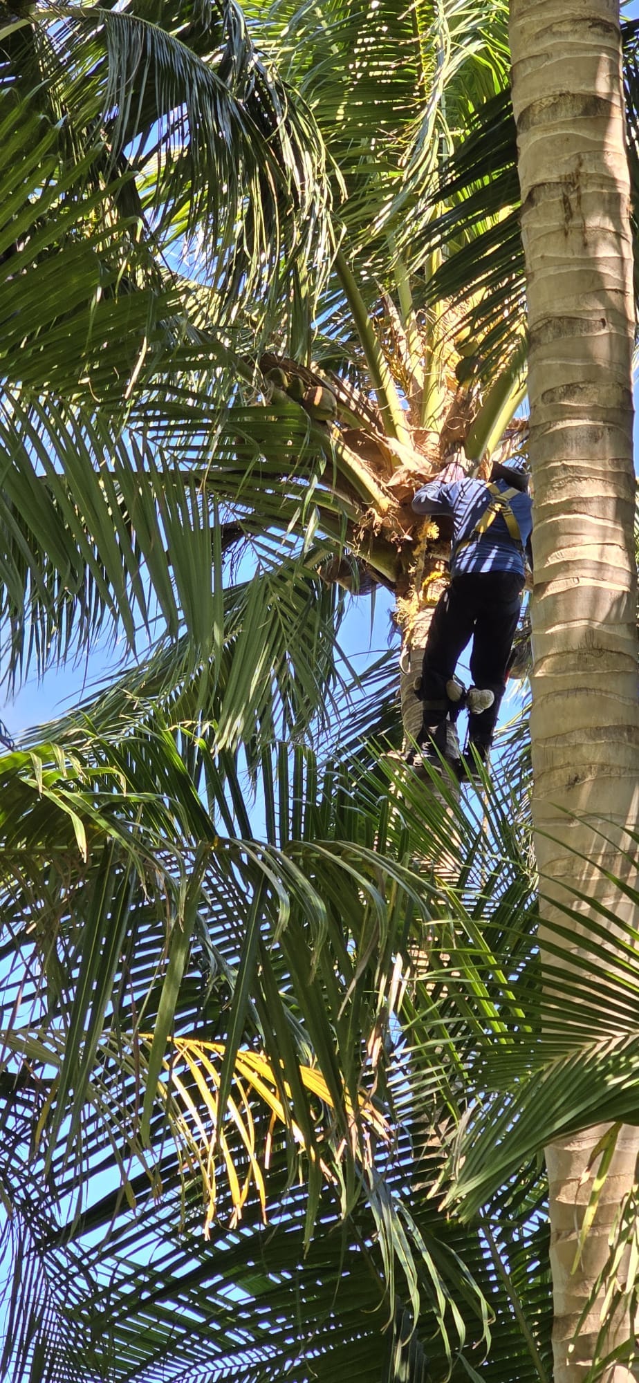 Coconut Harvesting image 3