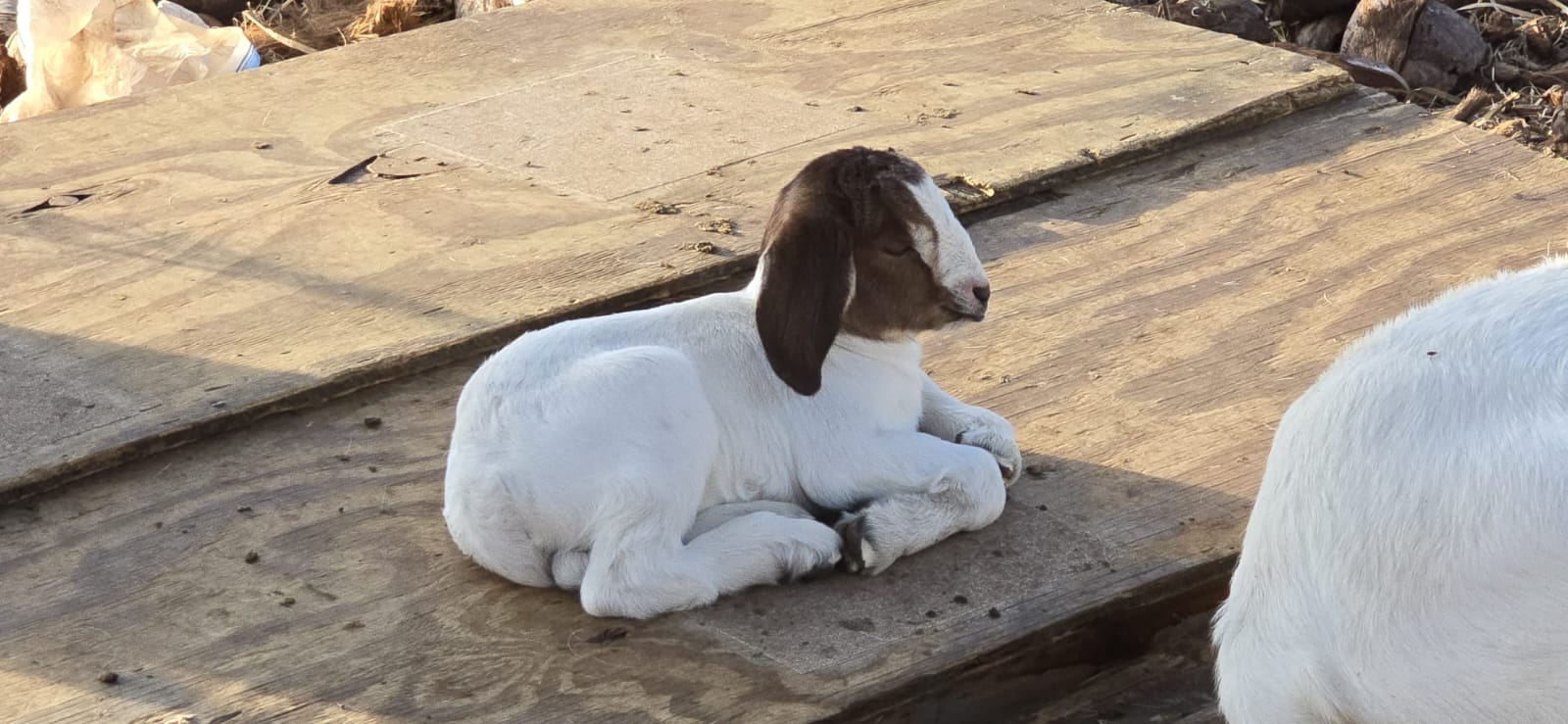 Goats image 2