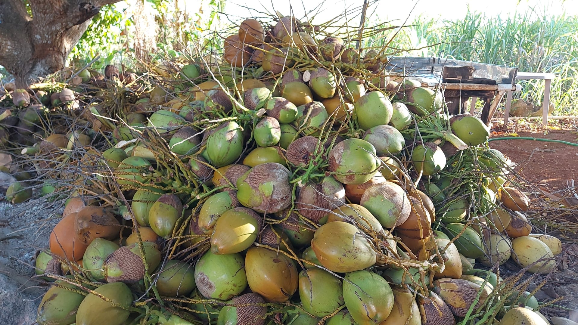 Green & Dry Coconut image 2